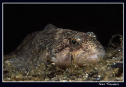 A European bullhead, Cottus gobio by Sven Tramaux 